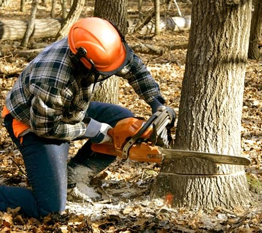 Tree Removal in Fullerton, CA
